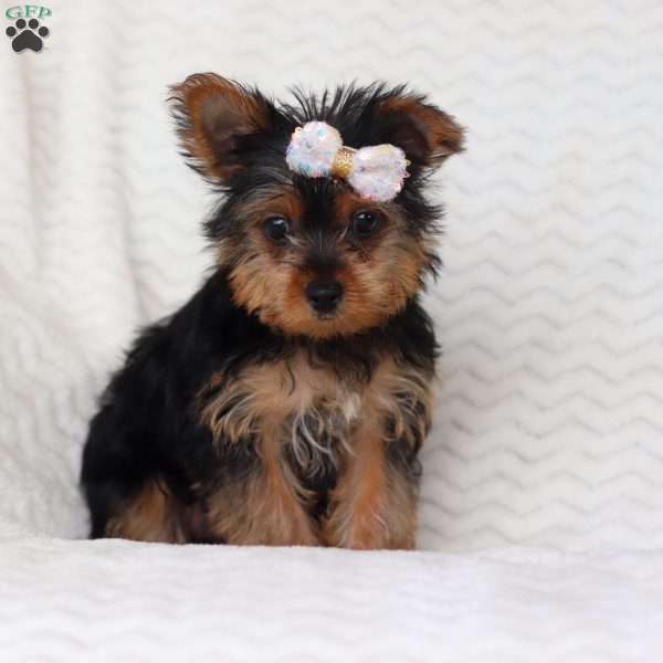 June, Yorkie Puppy